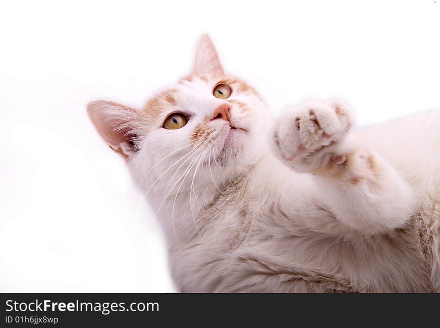 The cat is catching the food above at this moment. The cat is catching the food above at this moment.