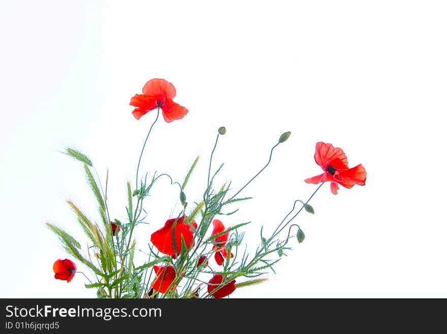 Red poppies in Japanese style. Red poppies in Japanese style