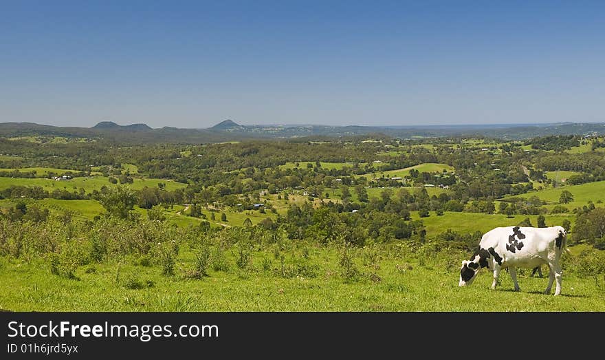 Black and white cow on a hill top feeding in front of a beautiful panorama. Black and white cow on a hill top feeding in front of a beautiful panorama