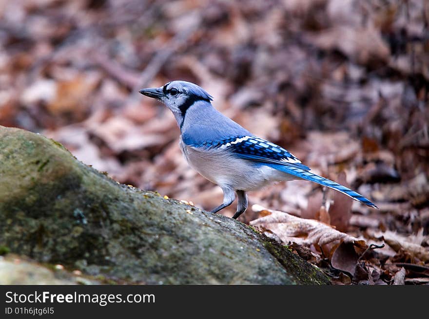 A shot of a blue jay eatting corn. A shot of a blue jay eatting corn.