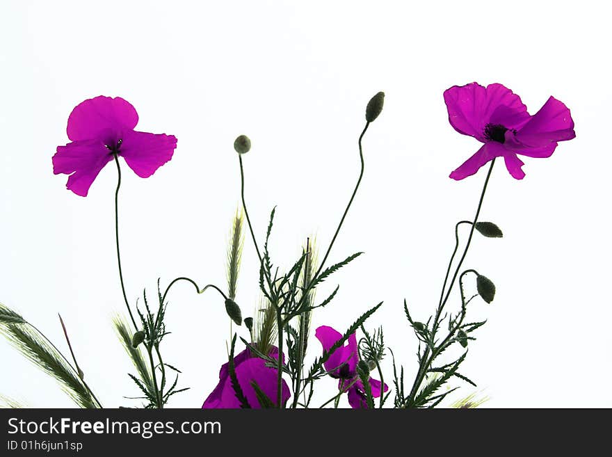 Purple poppies in Japanese style. Purple poppies in Japanese style