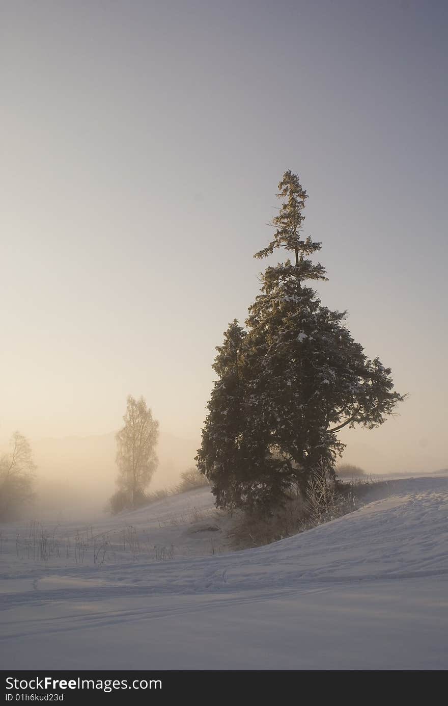 Winterscene With Snow And Tree