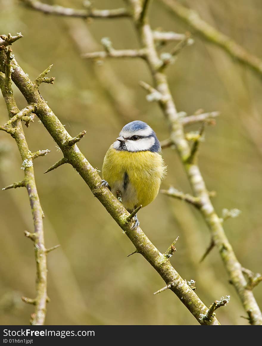 Blue tit sitting in tree