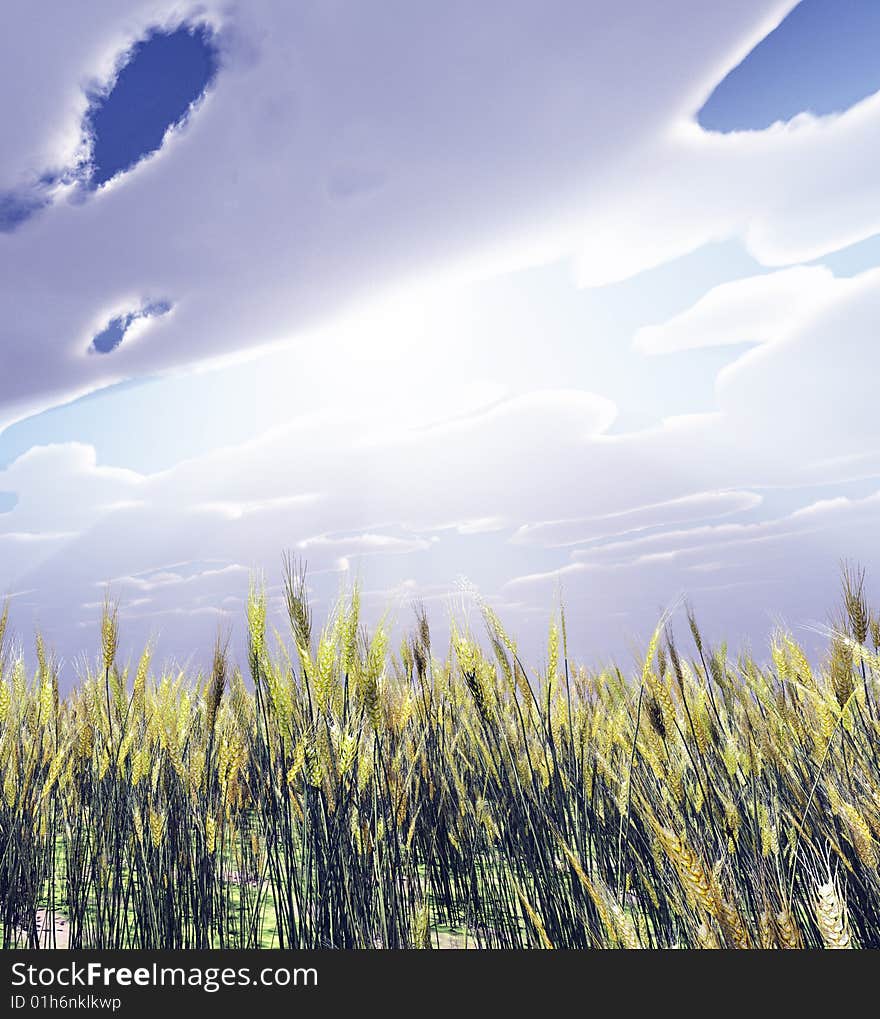 Wheat field in the god rays