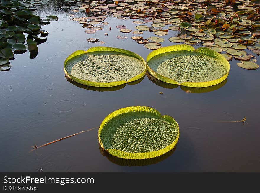 A closeup shot of Lotus Leaves in a pond. A closeup shot of Lotus Leaves in a pond