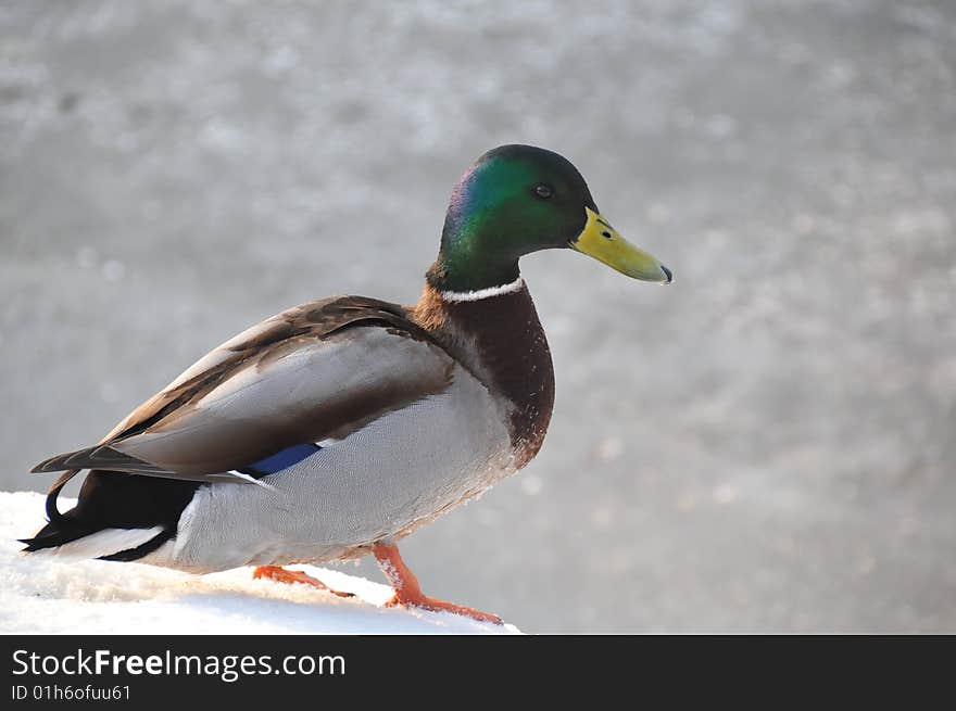 The duck costs in cold water. The duck costs in cold water