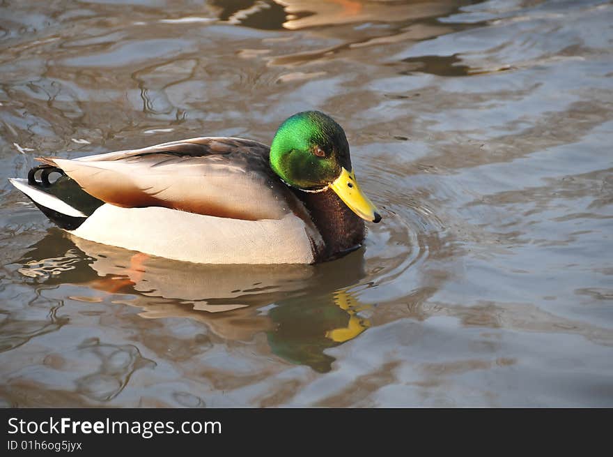 One colored duck in  water. One colored duck in  water