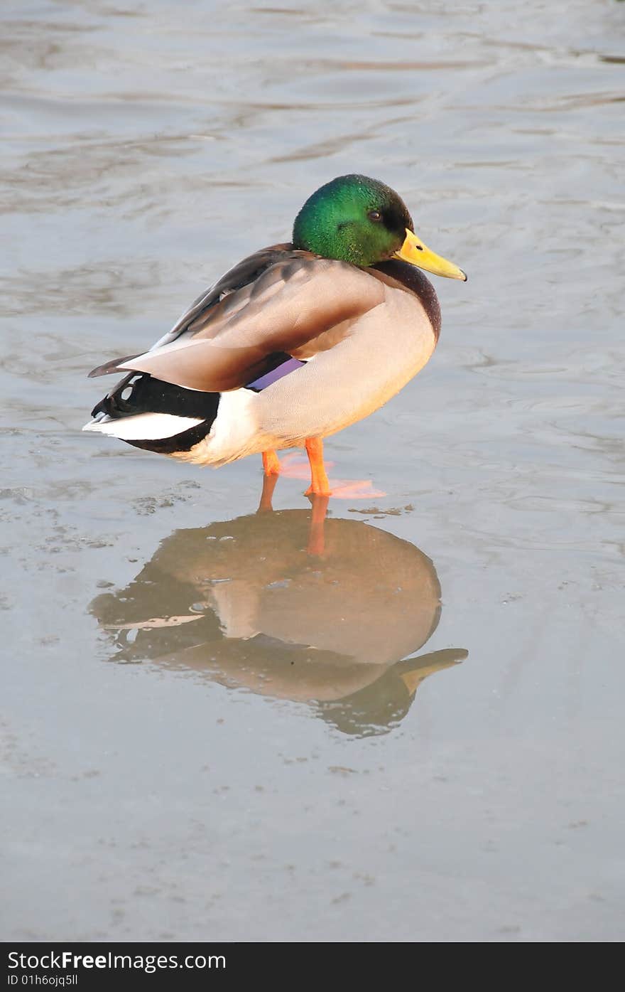 Duck  in  water