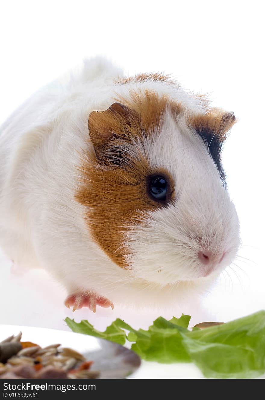 Guinea pig on a white background