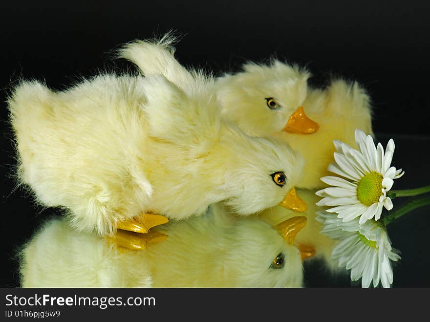 Baby ducklings and a daisy reflected in a mirror. Baby ducklings and a daisy reflected in a mirror.