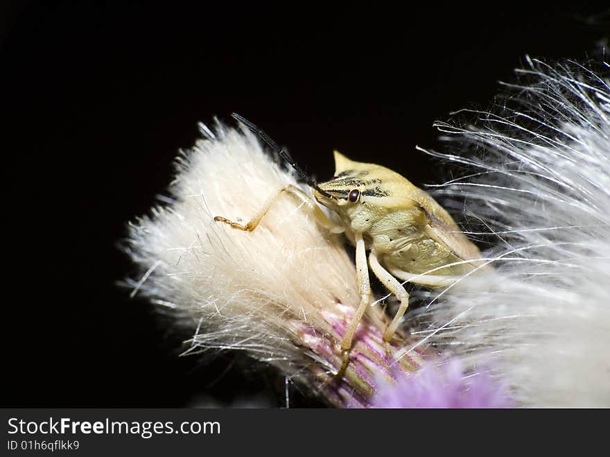 Insect from Hemiptera family closeup. Insect from Hemiptera family closeup