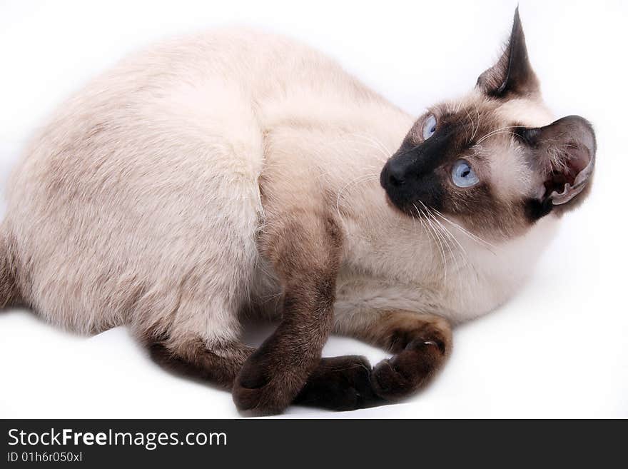 Blue eyed domestic cat of Thai breed. Blue eyed domestic cat of Thai breed.