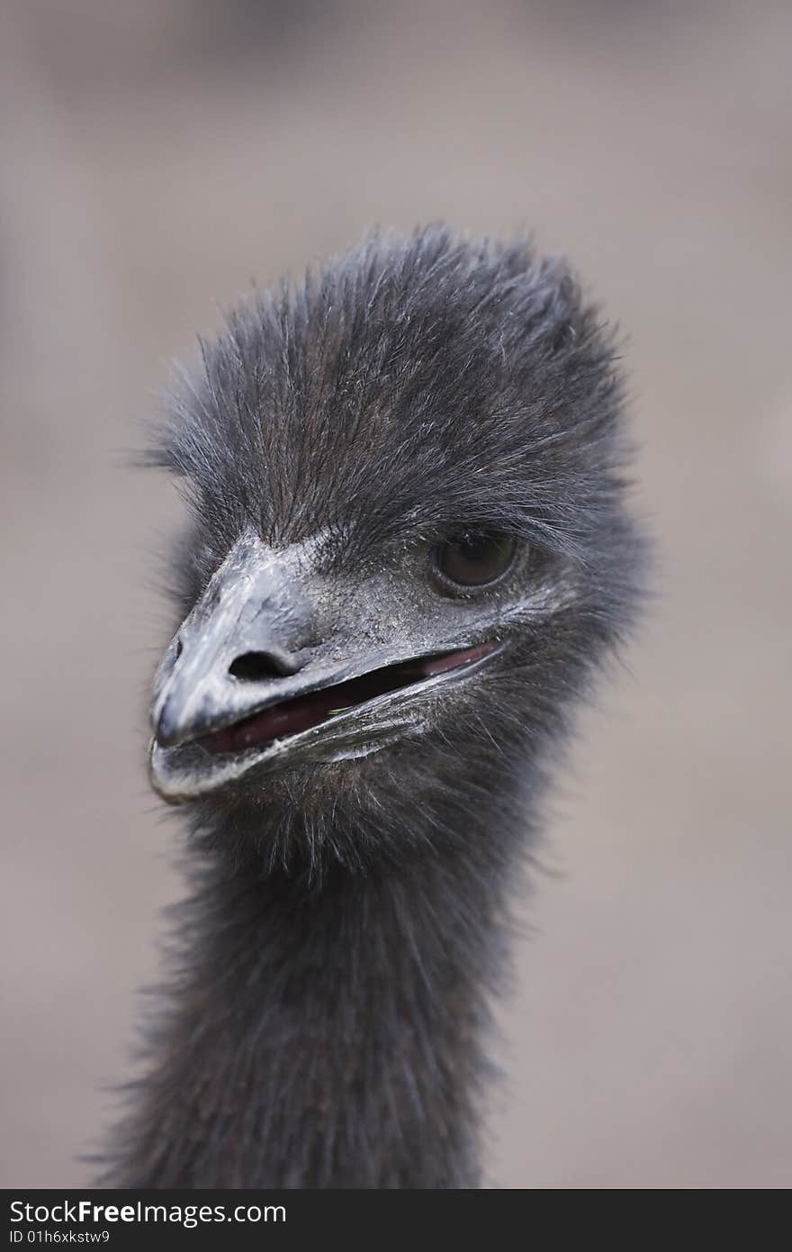 A portrait of a young Emu