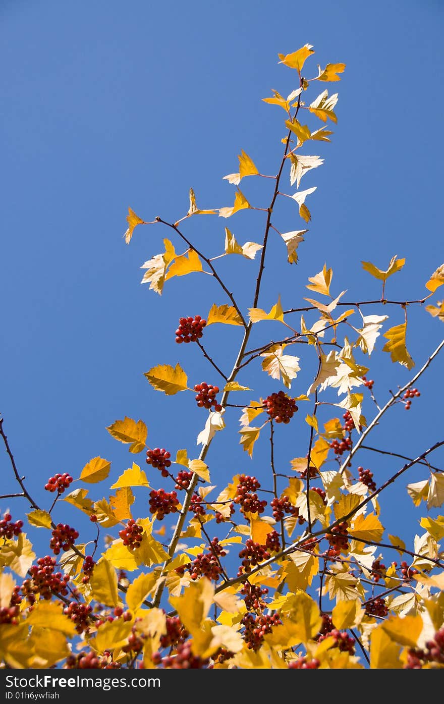 The red Mountain ash,the yellow leafs and the blue sky