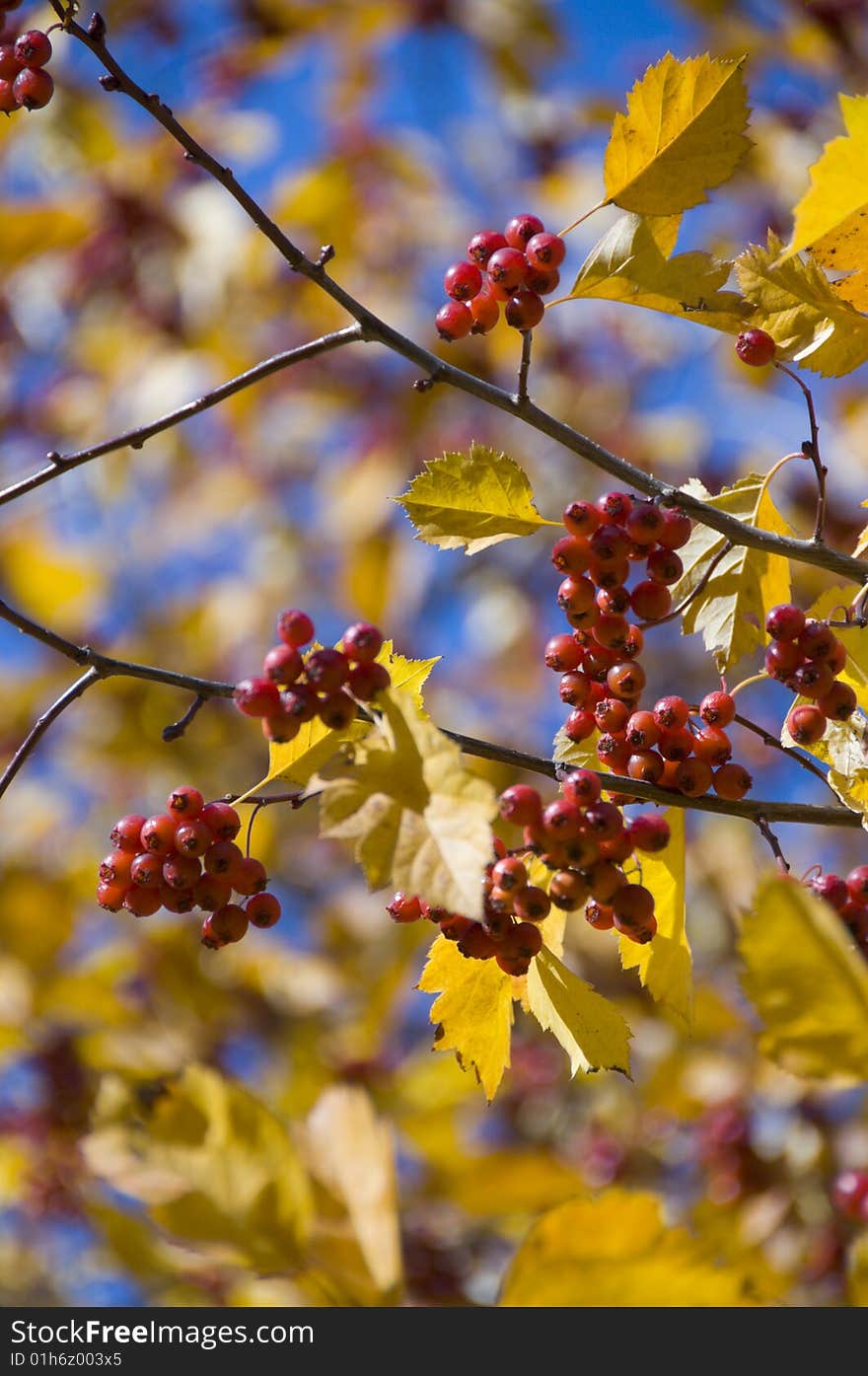 The yellow trees on the shcoolyard and the blue sky