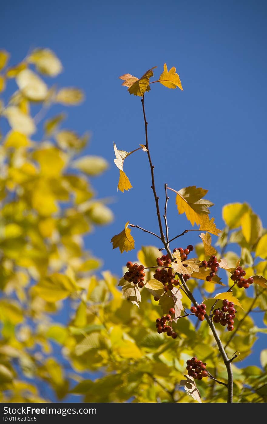 The red Mountain ash,the yellow leafs and the blue sky