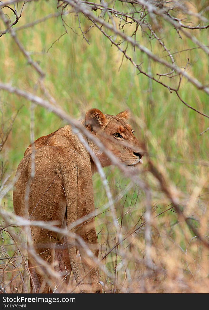 A photo of a lion in the Kruger National Park located in South Africa. A photo of a lion in the Kruger National Park located in South Africa