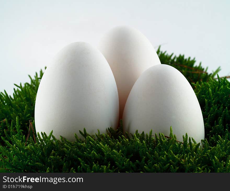 Three white, goose eggs among the moss. Three white, goose eggs among the moss