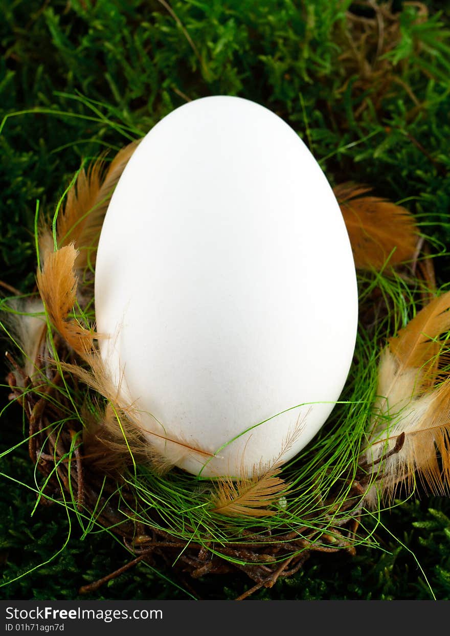 White, goose egg in the nest. White, goose egg in the nest