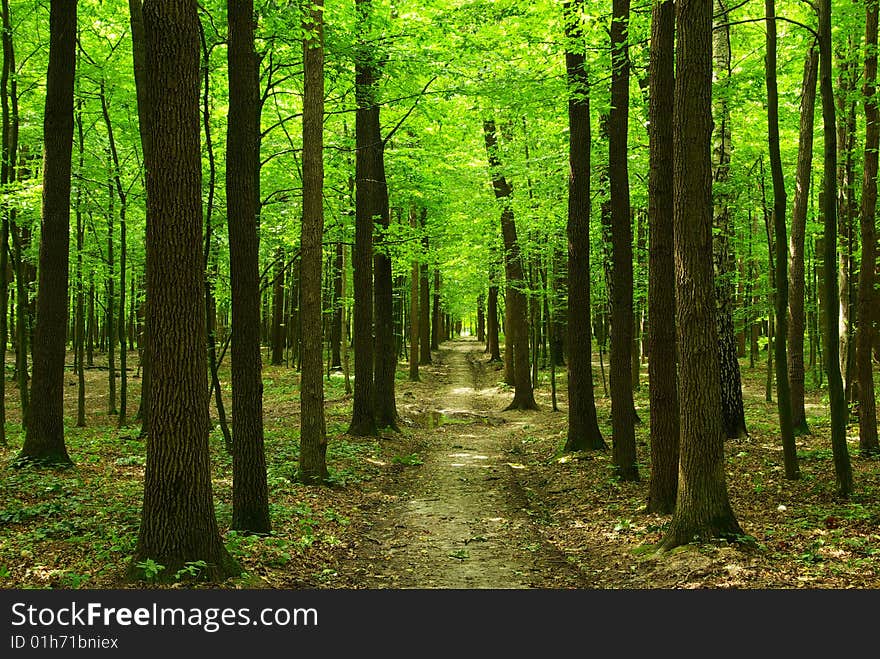 A path is in the green forest. A path is in the green forest