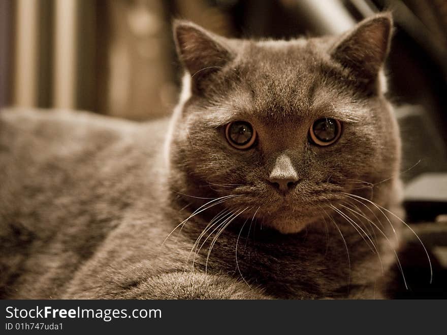 Gray british cat close up