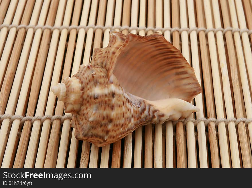 rapa shell on wooden background