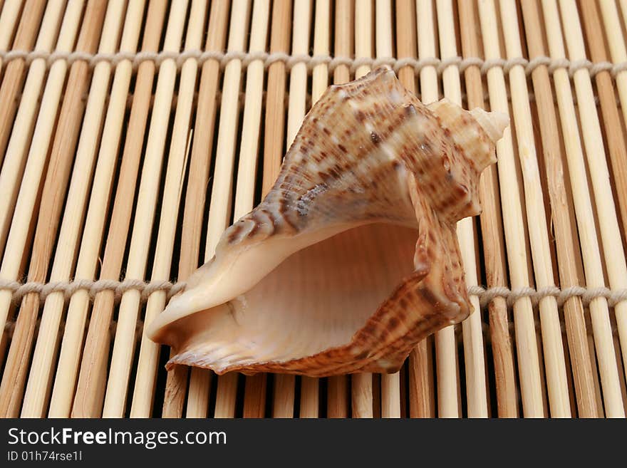 Ocean Shell On Wooden Background