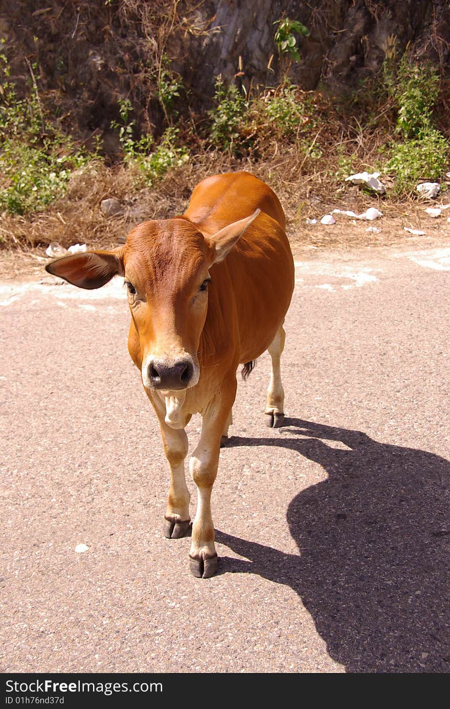 A young Vietnamese bull at the road. A young Vietnamese bull at the road