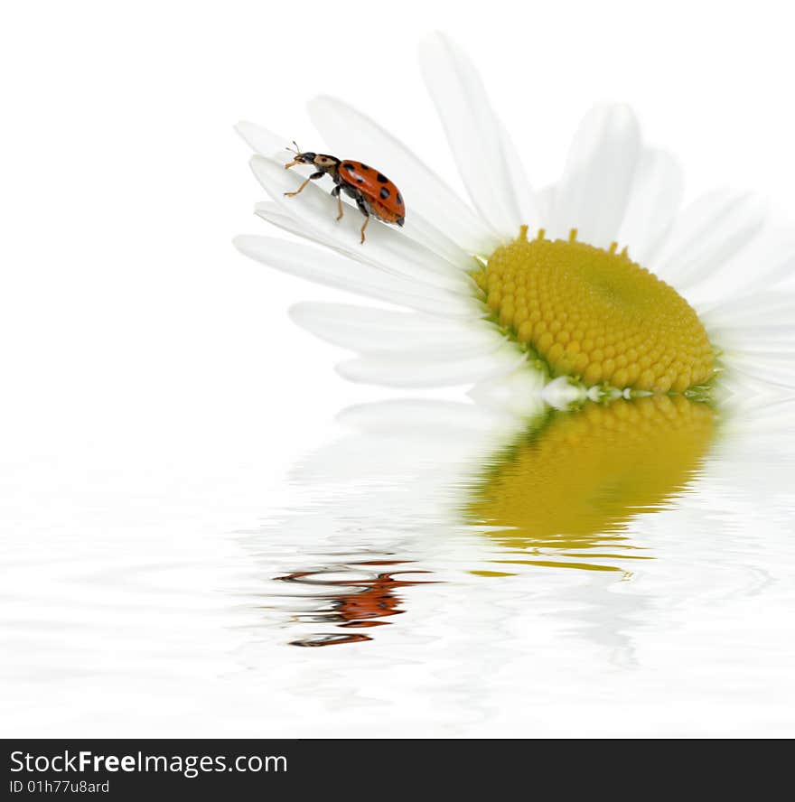 The Ladybird on a camomile