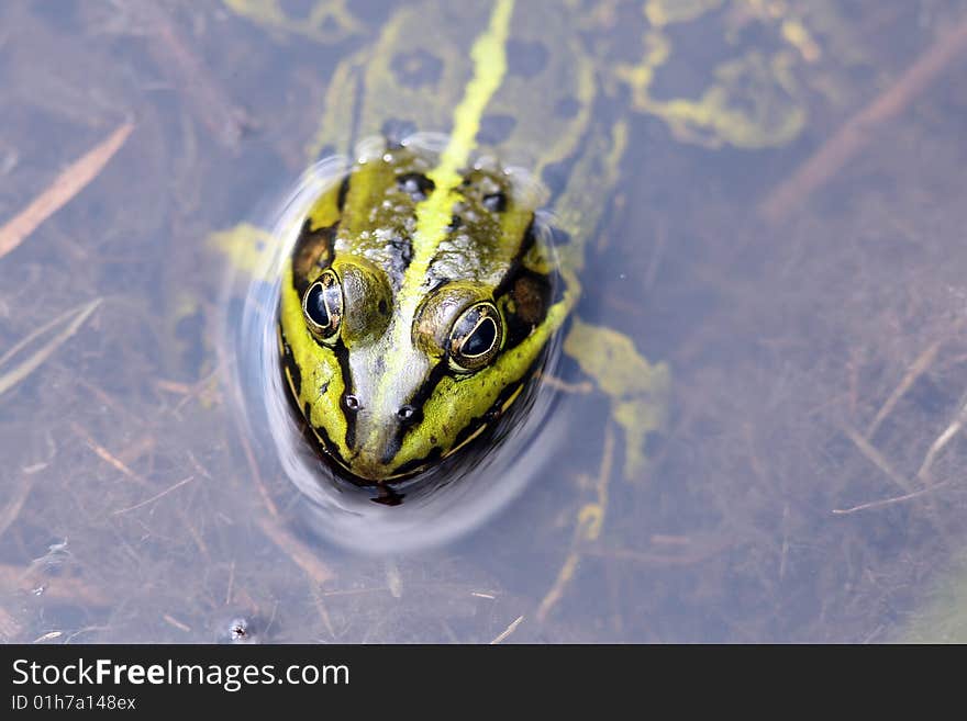 Frog sitting in water only head outside the water