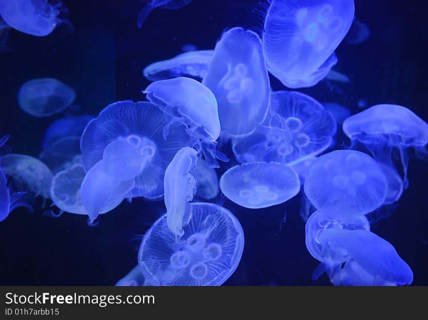 Jellyfish swimming in an aquarium.