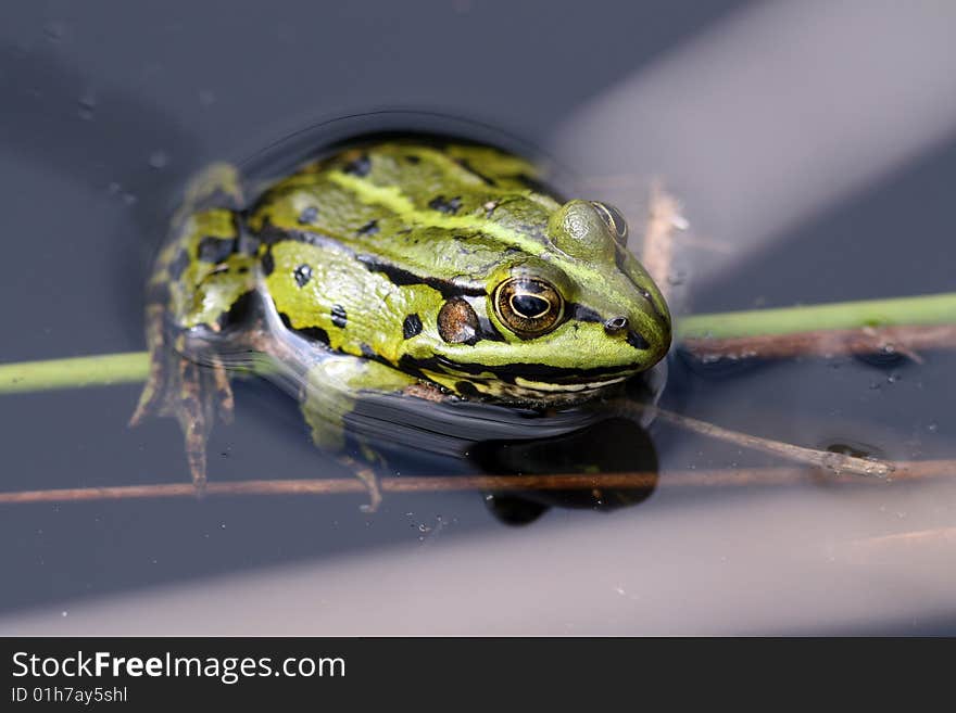 Frog sitting in shallow water