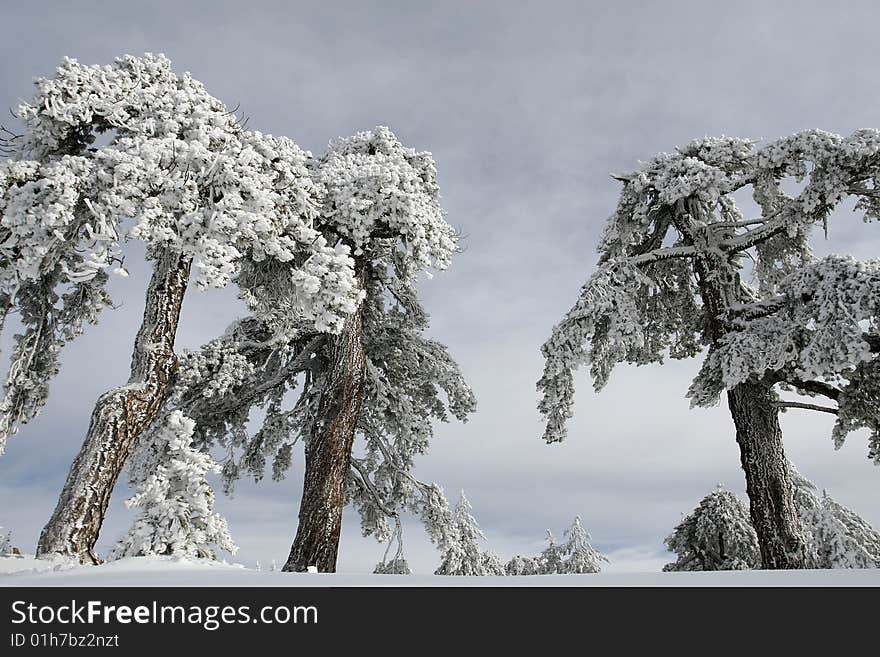 A snow landscape at troodos mountain in Cyprus. A snow landscape at troodos mountain in Cyprus