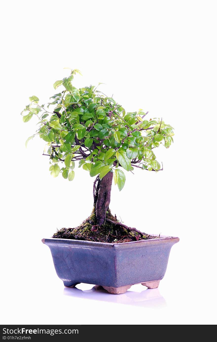 Bonsai tree isolated on a white background