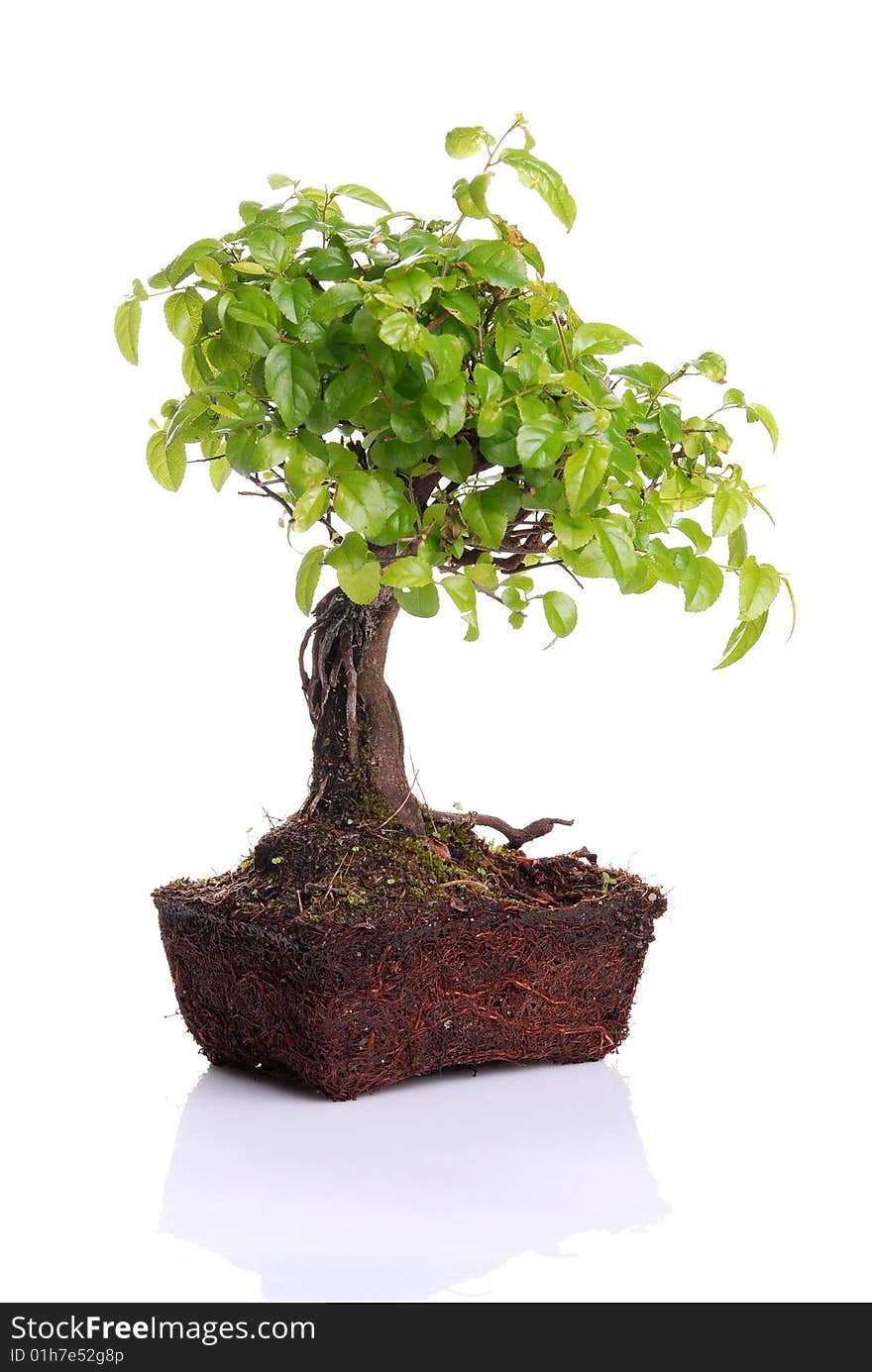 Bonsai tree