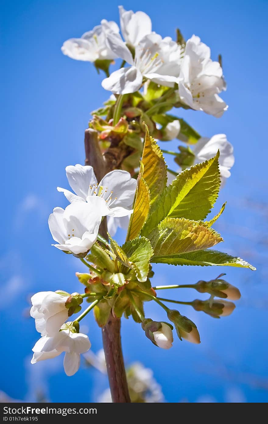 Close up shot of white cherry blossoms with blue sky