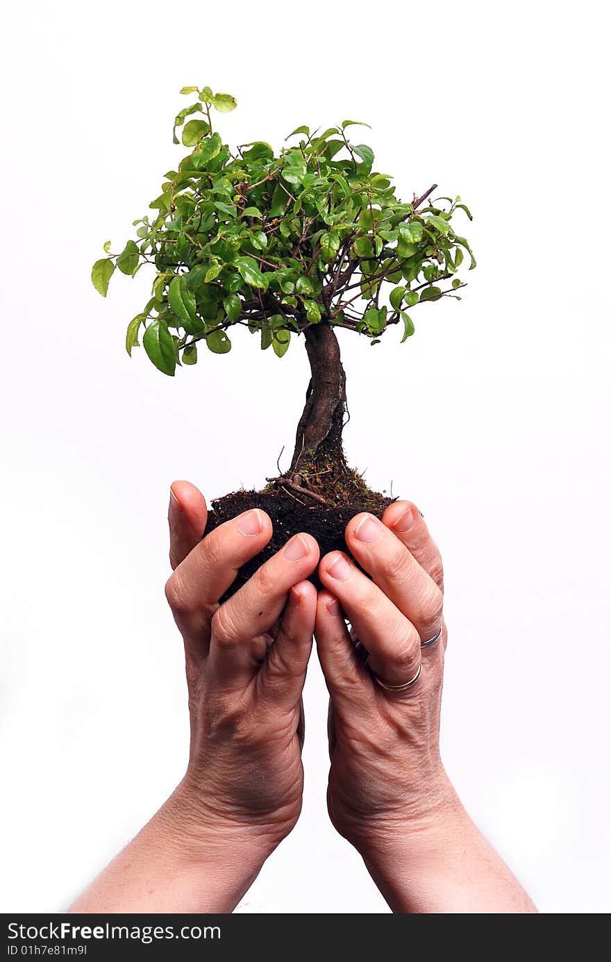 Hands Holding A Bonsai Tree