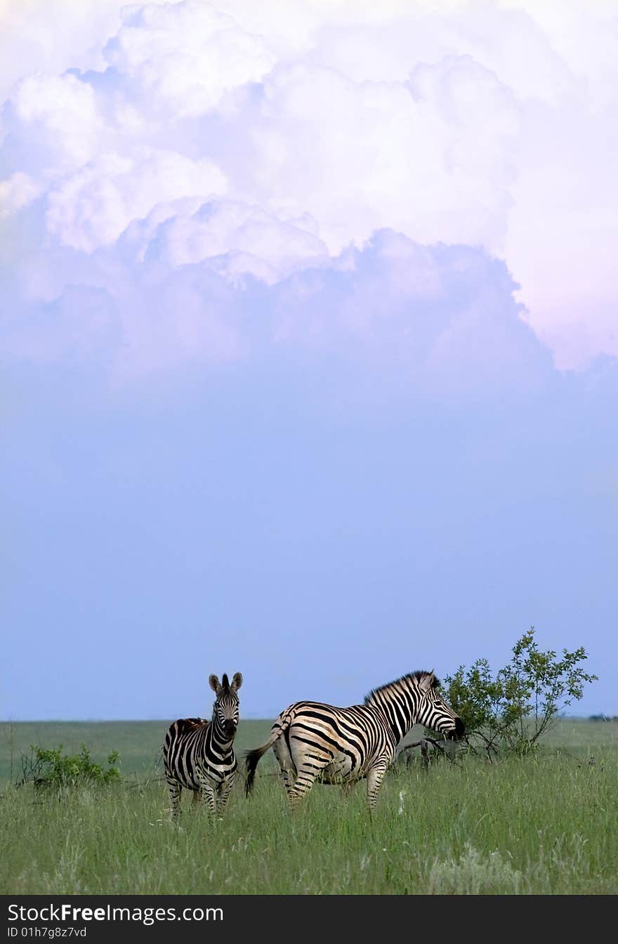 Two zebra standing in green veld with big thunder cloud in the sky colored in light dusk colours. Two zebra standing in green veld with big thunder cloud in the sky colored in light dusk colours