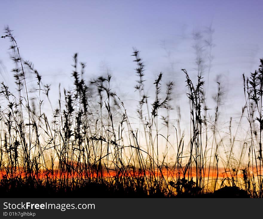 Sunset grass