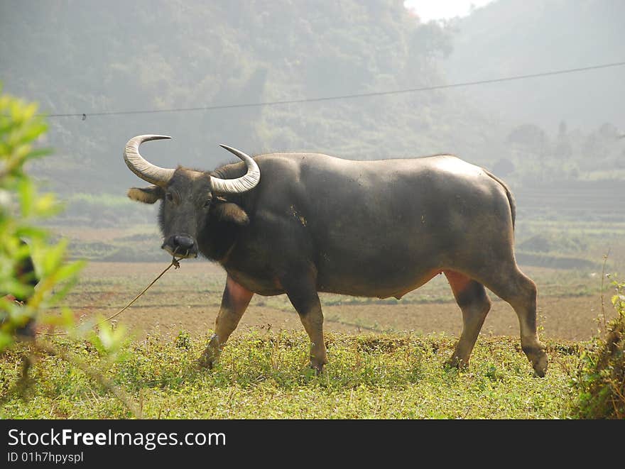 Asia Buffalo