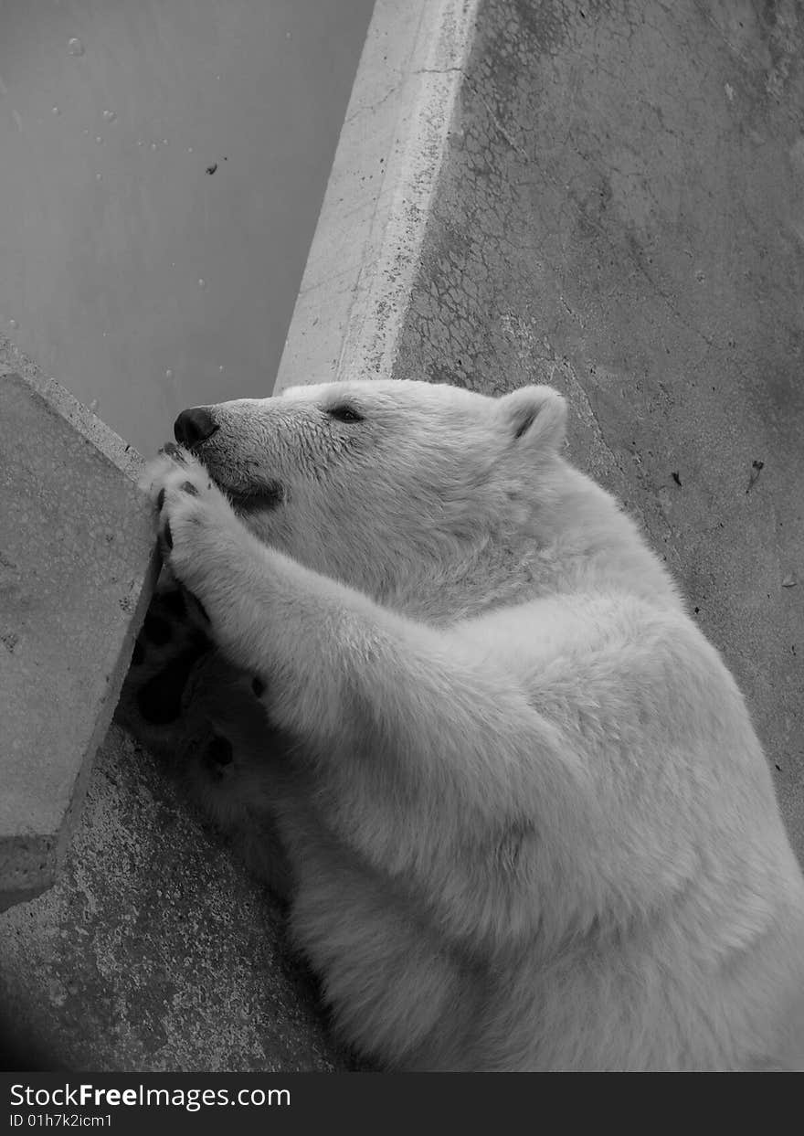 A suggestive monochrome of a polar bear