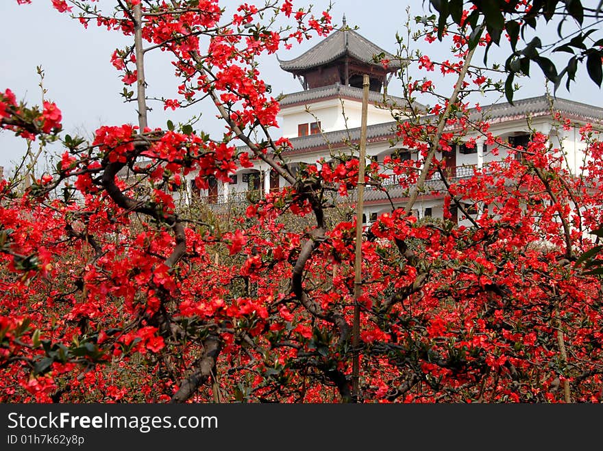 Nongke Village, China: Spring Flowering Quince