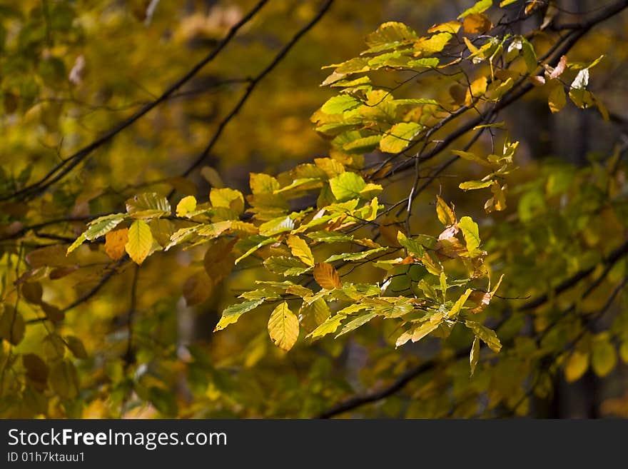 Autumn branch