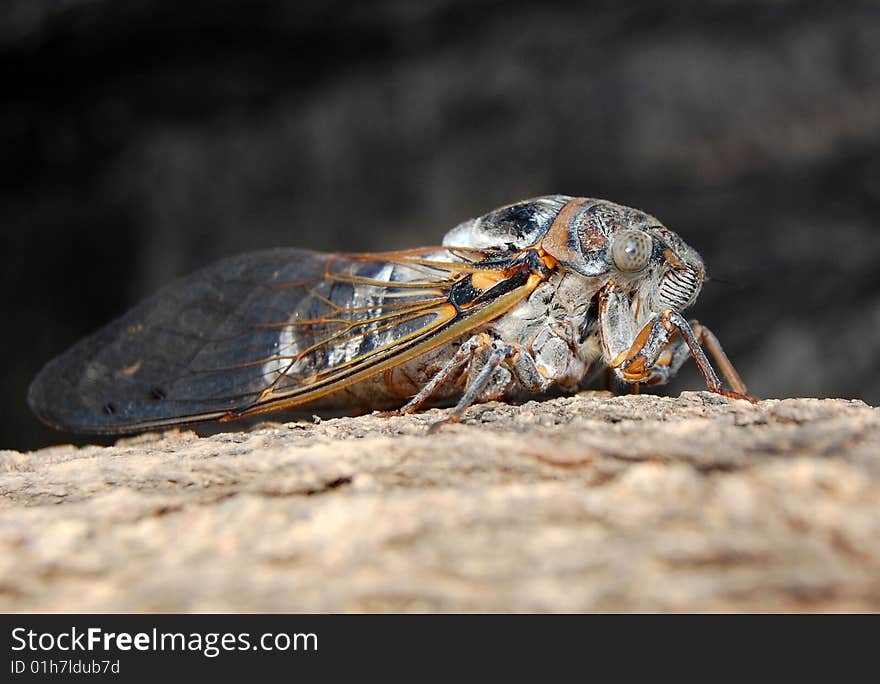 Cicada close-up