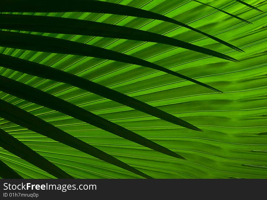 Abstract palm leafs in contrast with the background