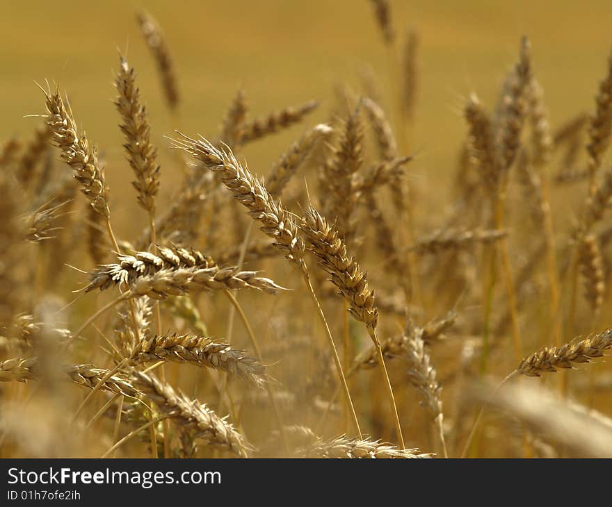 GOLDEN WHEAT