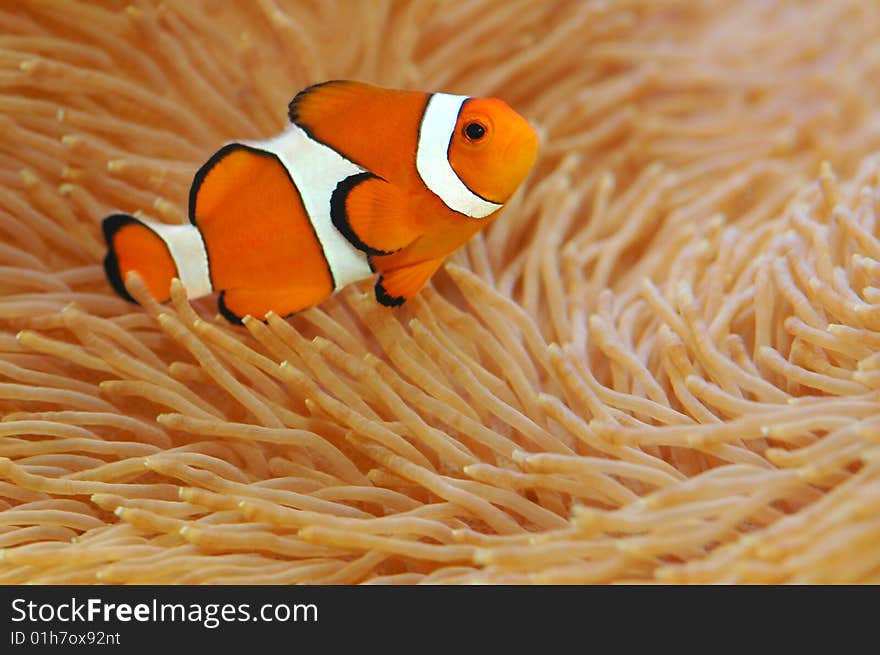 An orange anemoonfish in a anemoon. An orange anemoonfish in a anemoon