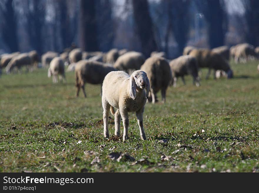 Sheep in the countryside in early winter time