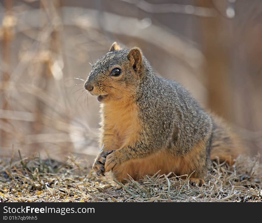 Squirrel