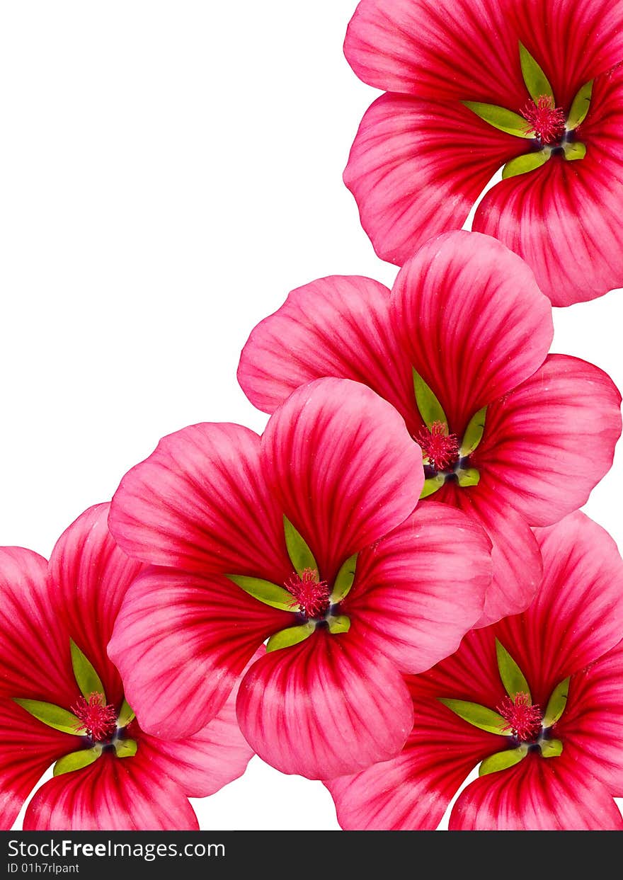 Bright summer flowers with large red petals. Bright summer flowers with large red petals